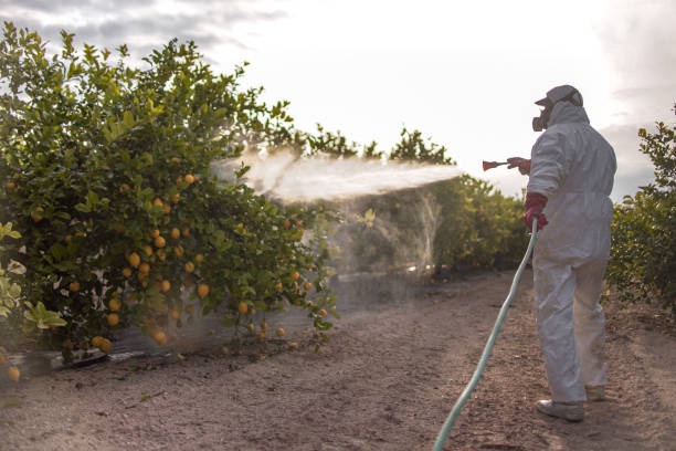 Best Insect Control  in Mount Penn, PA