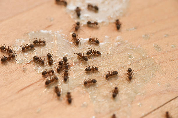 Best Residential Pest Control  in Mount Penn, PA